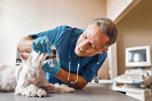 Best Emergency Denture Repair in White Oak, MD